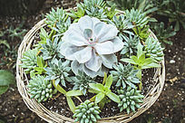 ������Ķ���ֲ��