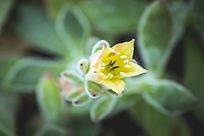 ��ɫ�Ķ���ֲ�ﻨ��