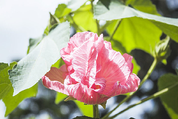 ��ɫ��ܽ�ؿ�