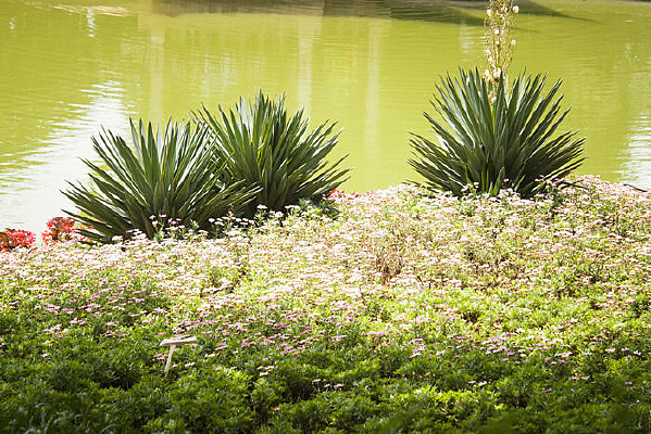 ���ߵ���ֲ