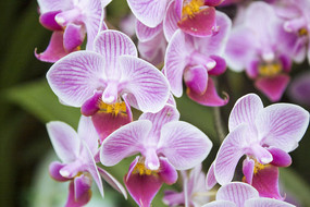 ���䵭��ɫ����������