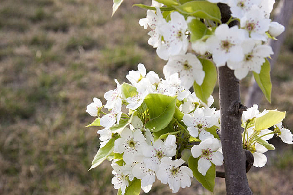 ��׵Ĺ����滨