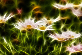 ������廭�ջ�