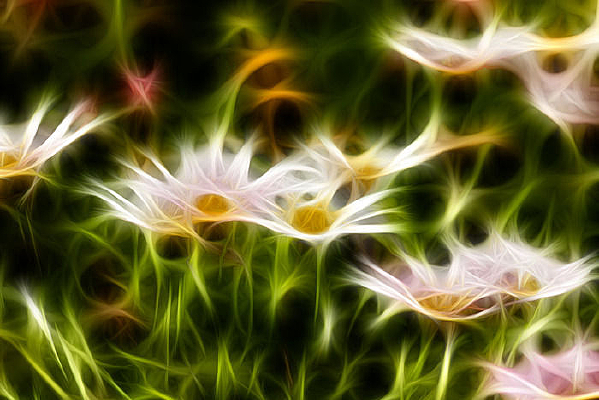 ������廭�ջ�