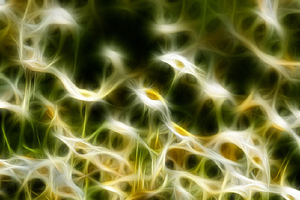 �������ͼ�����ľջ�