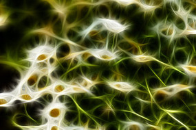 �������ͼƯ���ľջ�