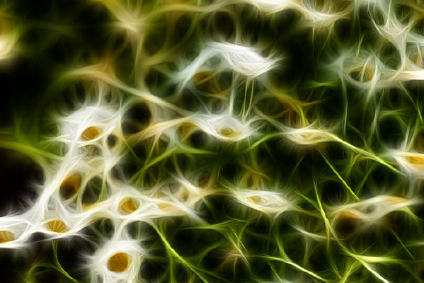 �������ͼƯ���ľջ�