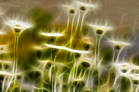 �������ͼƯ���ľջ���