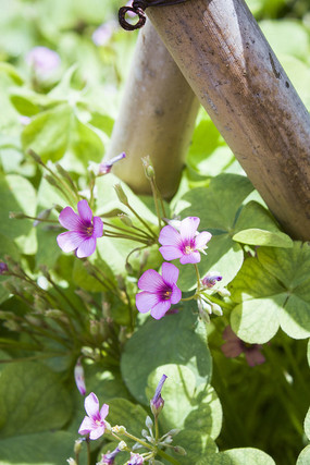 ����Եĺ컨ը����