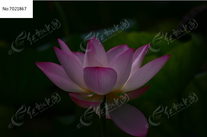 �����ĺɻ�����ͼƬͼƬ