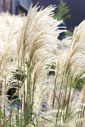 �������é��