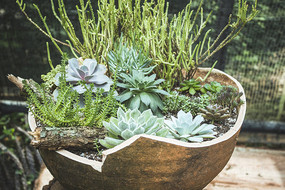 �ƹ���Ķ���ֲ��