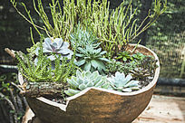 �ƹ���Ķ���ֲ��