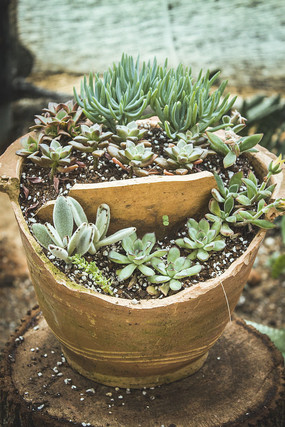 �ƾɻ�����Ķ���ֲ��