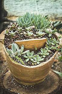 �ƾɻ�����Ķ���ֲ��