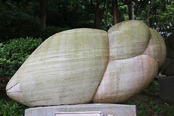 ������γ�