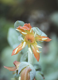 ʢ���Ķ���ֲ�ﻨ��