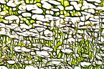 �����ͼ���࿪�ŵľջ�