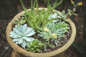 �մɻ�����Ķ���ֲ��