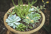 �մɻ�����Ķ���ֲ��