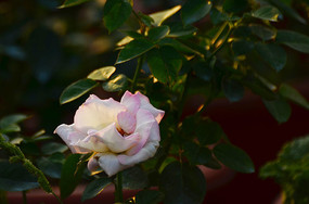 ��дΨ����Ӱ��ɫ�¼�