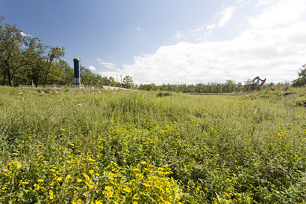 ��Ұ�ϲݵ�Ұ��