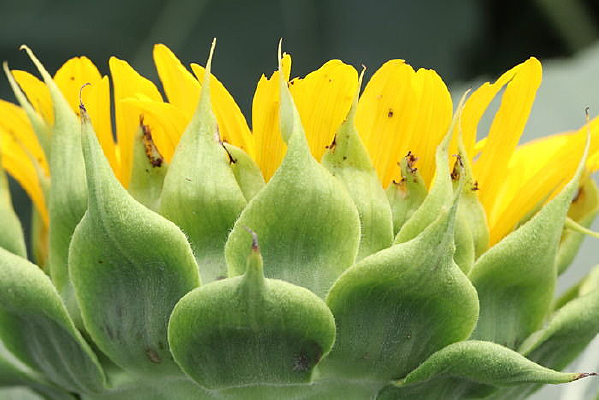 ���տ�����ͼ