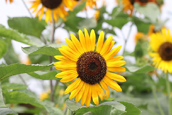 һ��Ư����������