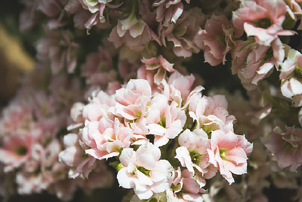 һ���µĶ��⻨��