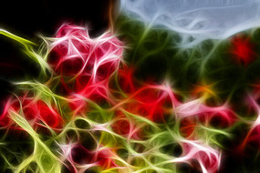 �¼�������