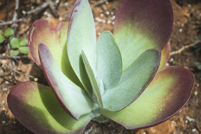 ��ɫ�Ķ���ֲ��