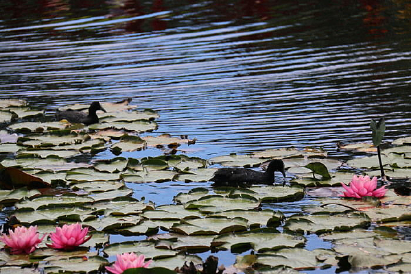 ����������Ѽ