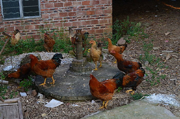 �����һȺ��ʳ�ļ�ͼƬ