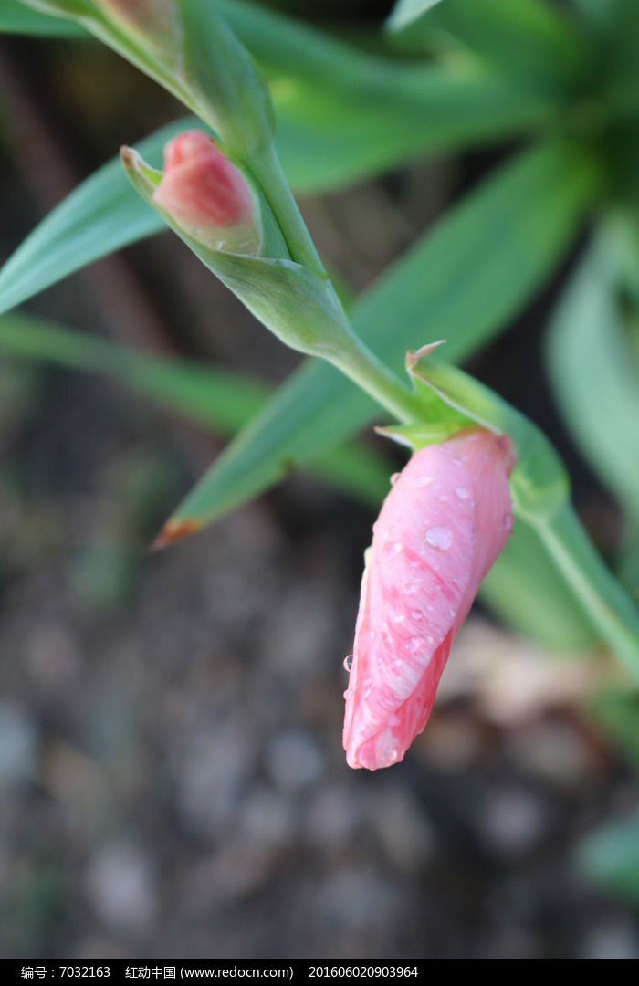 帶露珠粉色唐菖蒲花苞