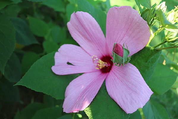 ��ɫ�����뻨���еĻ���