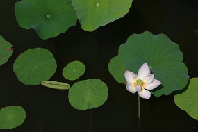 ���Ӱ�ɫ����