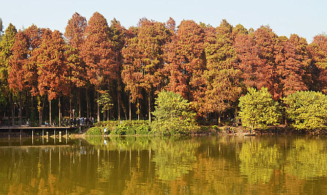 ������ɫ������