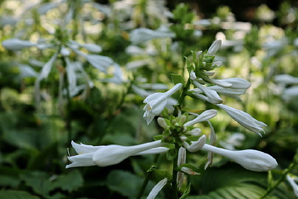 ����״�İ�ɫ����