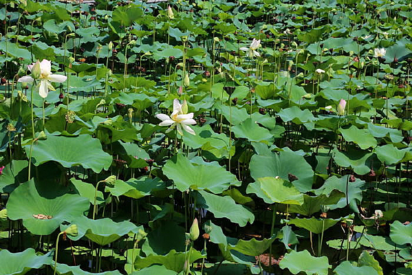 ���صĺ�Ҷ������