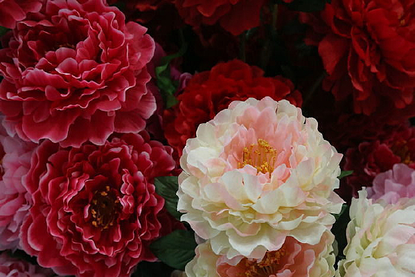 ĵ�����