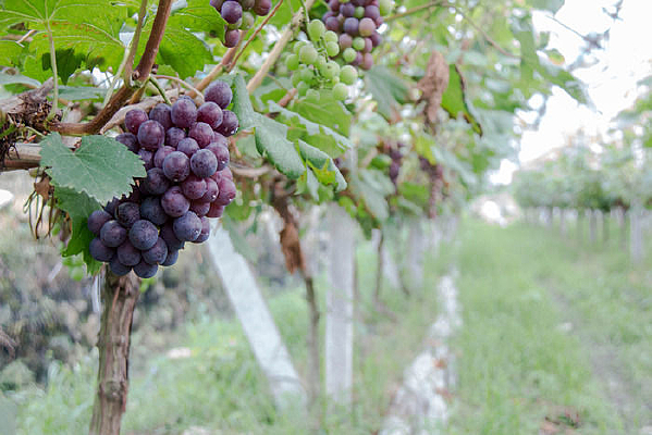 ��������԰