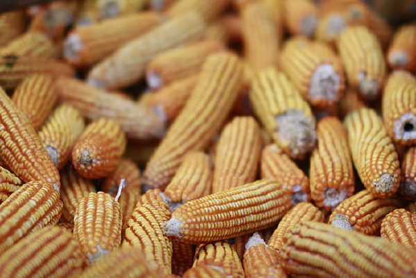 ɹ�ɵ�����