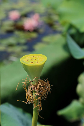 �����Ļ���