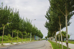 ��ɽ��ˮ�ӱ߹�·��ľ���������