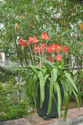 �ٺϻ�����