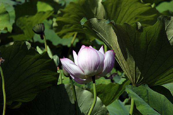 ����ķۺɻ�