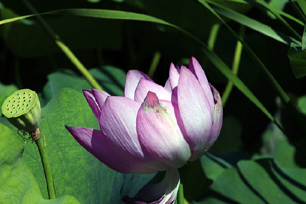 ����ķۺ�ɻ�