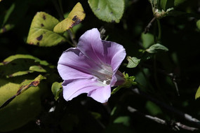 �����ʢ����ǣţ��