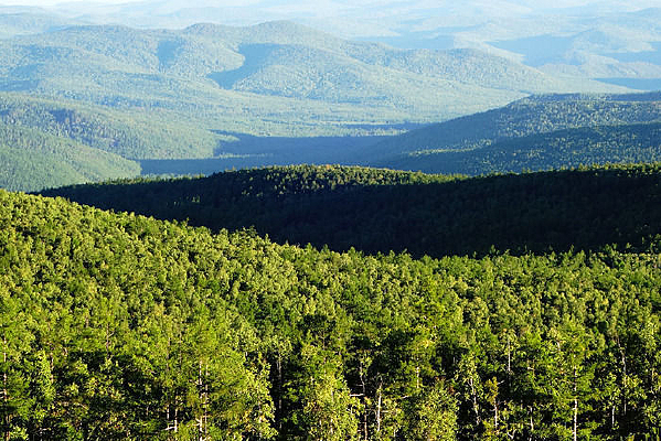 ���˰���ɭ�ֵ������