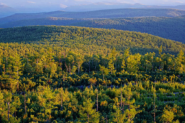 ���˰���ԭʼɭ��